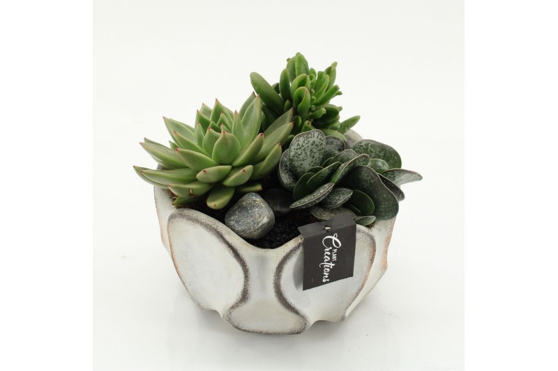Arrangementen succulenten SUCR-2640 Succulent Essentials 3 pp 