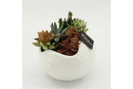 Arrangementen succulenten SUCR-2611 Succulent Essentials 2 pp