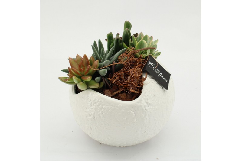 Arrangementen succulenten SUCR-2611 Succulent Essentials 2 pp 
