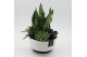 Arrangementen Sansevieria  SUCR-2642 Succulent Essentials 4 pp 