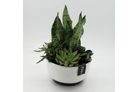 Arrangementen Sansevieria  SUCR-2642 Succulent Essentials 4 pp