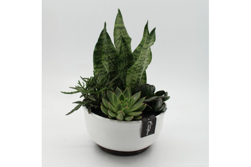 Arrangementen Sansevieria  SUCR-2642 Succulent Essentials 4 pp 