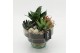 Arrangementen succulenten SUCR-2605 Succulent Essentials 3 pp 