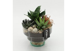 Arrangementen succulenten SUCR-2605 Succulent Essentials 3 pp