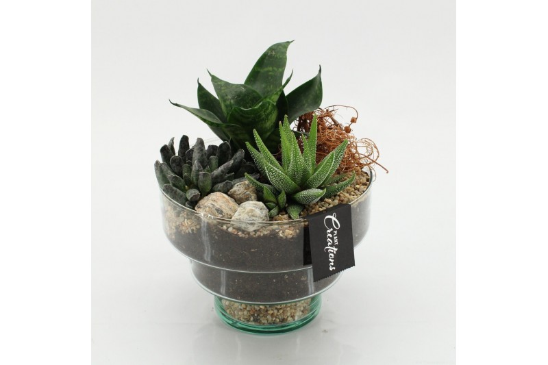 Arrangementen succulenten SUCR-2605 Succulent Essentials 3 pp 