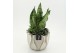 Arrangementen Sansevieria  SUCR-2641 Succulent Essentials 3 pp 