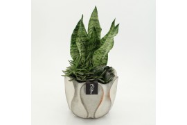 Arrangementen Sansevieria  SUCR-2641 Succulent Essentials 3 pp