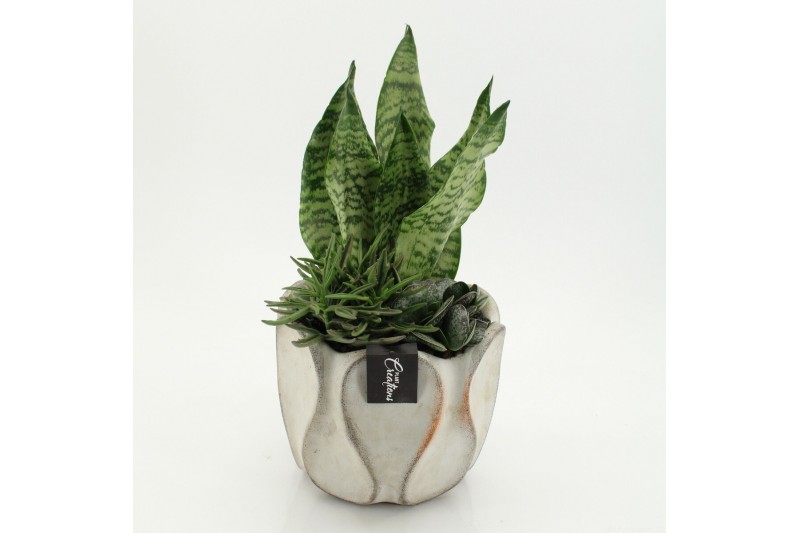Arrangementen Sansevieria  SUCR-2641 Succulent Essentials 3 pp 