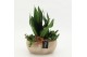 Arrangementen Sansevieria  SUCR-2620 Succulent Essentials 3 pp 