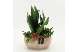 Arrangementen Sansevieria  SUCR-2620 Succulent Essentials 3 pp