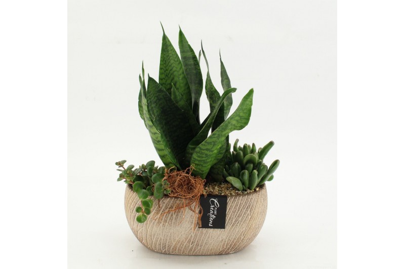 Arrangementen Sansevieria  SUCR-2620 Succulent Essentials 3 pp 