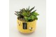 Arrangementen succulenten SUCR-2637 Succulent Essentials 2 pp 