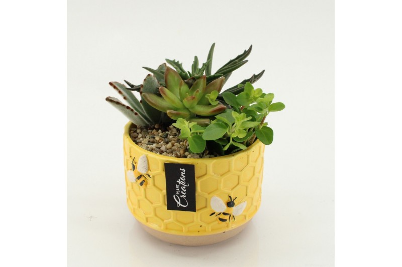 Arrangementen succulenten SUCR-2637 Succulent Essentials 2 pp 