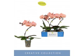 Phalaenopsis zalm Balletto Sway 1 spike9 bl. 1 tak/plnt