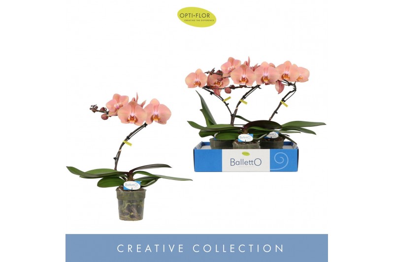 Phalaenopsis zalm Balletto Sway 1 spike9 bl. 1 tak/plnt 