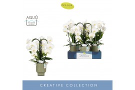 Phalaenopsis wit Fontano Bellagio 3 spike in Emilia Green Aquo 25 bl. 