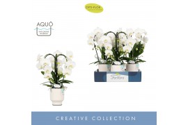Phalaenopsis wit Fontano Bellagio 3 spike in Emilia White Aquo 25 bl. 