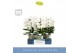 Phalaenopsis wit Fontano Bellagio 5 spike in Emilia Green Aquo 40 bl.  