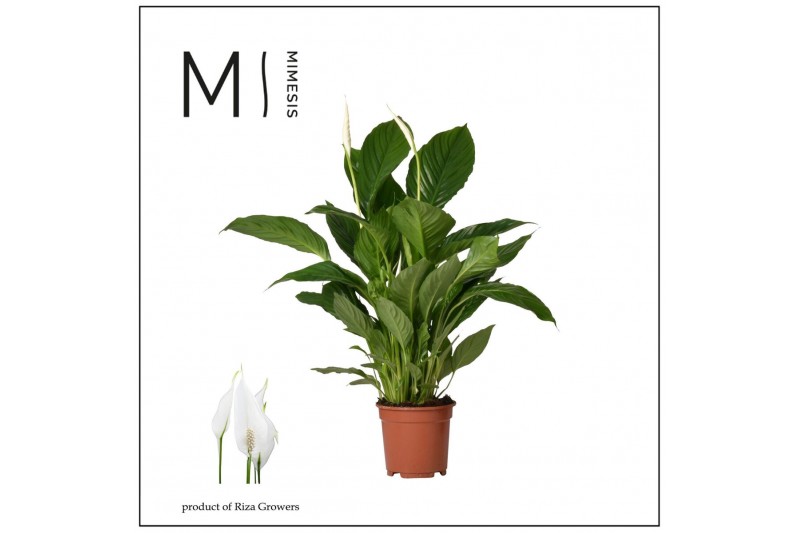 Spathiphyllum vivaldi 2+ - Mimesis 