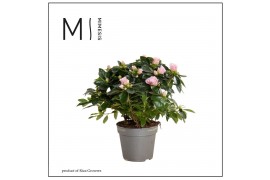 Rhododendron simsii aiko rose Azalea AIKO Bicolor - 13cm | Mimesis 25 