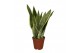 Sansevieria trifasciata laurentii Sansevieria laurentii Terracotta 