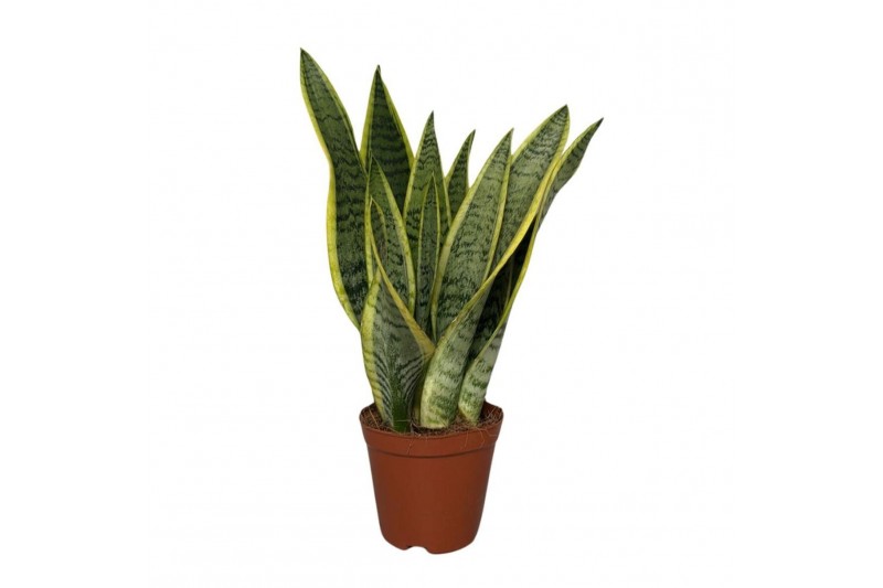 Sansevieria trifasciata laurentii Sansevieria laurentii Terracotta 