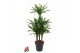 Dracaena fragr. riki Dracaena Riki 90-carrousel6 pp 