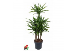 Dracaena fragr. riki Dracaena Riki 90-carrousel6 pp