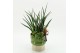 Arrangementen Sansevieria  SUCR-2623 Succulent Essentials 2 pp 