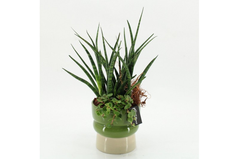 Arrangementen Sansevieria  SUCR-2623 Succulent Essentials 2 pp 