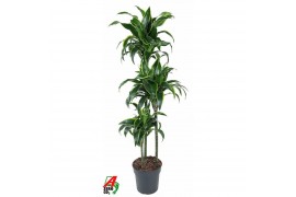Dracaena fragr. compacta dorado Dracaena Dorado 90-60-30pp