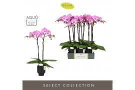 Phalaenopsis paars Optistar Hendrix 2 spike in Emilia Brown Aquo 15 bl