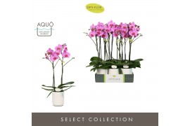 Phalaenopsis roze Optistar Yoko 2 spike in Molise White Aquo 15 bl. 2 