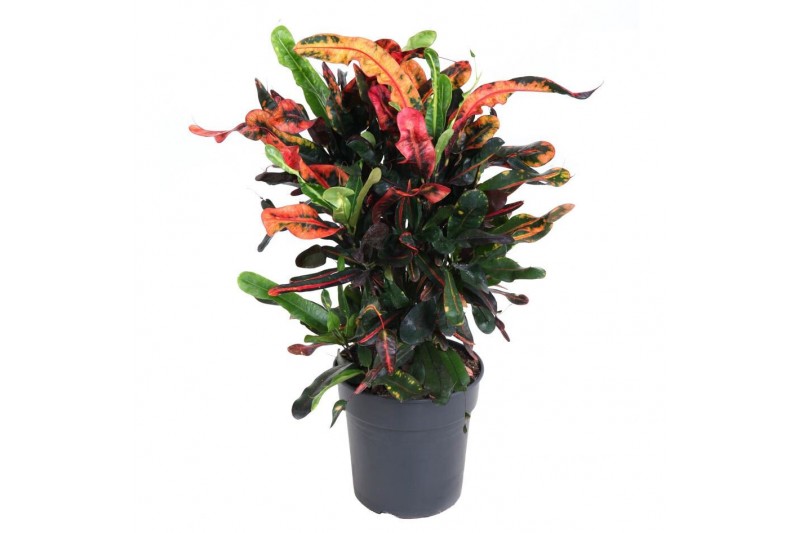 Codiaeum variegatum mammi Codiaeum Mammi vertakt P21pp 