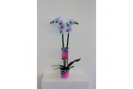 Phalaenopsis wonder of nature Wonder of Nature 2 takbl.  tak/plnt