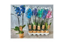 Phalaenopsis wonder mix Magic / Wonder Mix 2 takbl.  tak/plnt