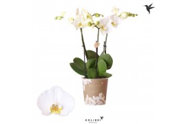Phalaenopsis anthura madrid Kolibri Orchids Phalaenopsis Jewel Ghent 3