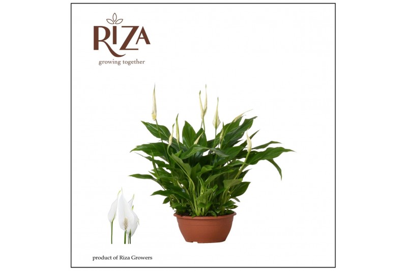Spathiphyllum chopin 10+ - Zonder Hoes 
