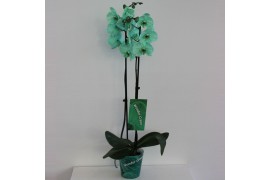 Phalaenopsis Wonder Green 2 tak18 bl. 2 tak/plnt
