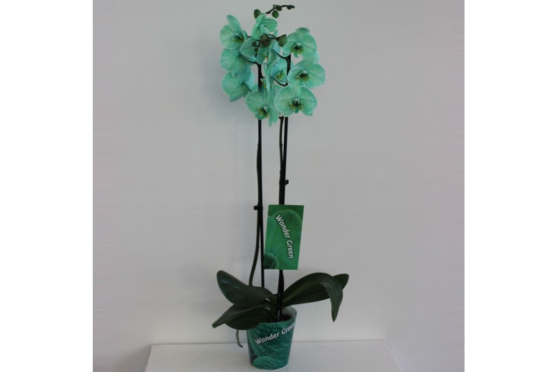 Phalaenopsis Wonder Green 2 tak18 bl. 2 tak/plnt 