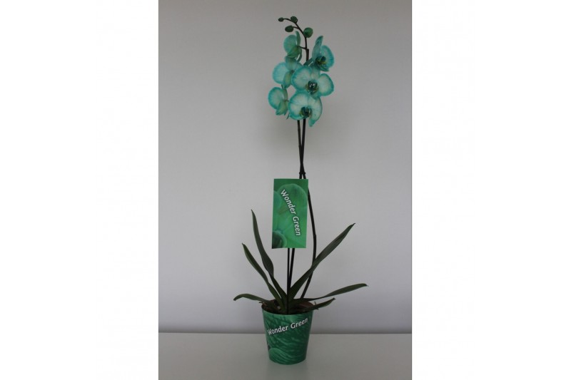 Phalaenopsis Wonder Green 1 tak9 bl. 1 tak/plnt 