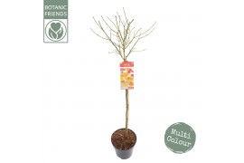 Acer shirasawanum Acer shir. Moonrise C14 halfstam