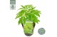Schefflera Schefflera Winter Jungle2 pp 