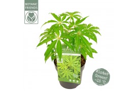 Schefflera Schefflera Winter Jungle2 pp