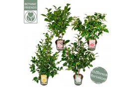 Camellia japonica Camellia jap. Diverse mix Premium15 bl. 3 kleuren pe