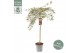 Acer palmatum Acer palm. Garnet C14 halfstam80 cm cm stam 