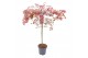 Acer palmatum beni-maiko Acer palm. Beni Maiko C14 halfstam80 cm cm st 