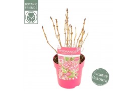 Hydrangea serrata Hydrangea serrata Euphoria Pink5 bl.