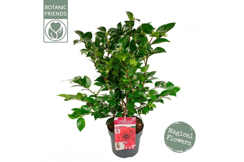 Camellia japonica Camellia jap. Black Lace10 bl. 