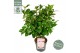 Camellia japonica Camellia jap. Nuccios Cameo Premium25 bl. 